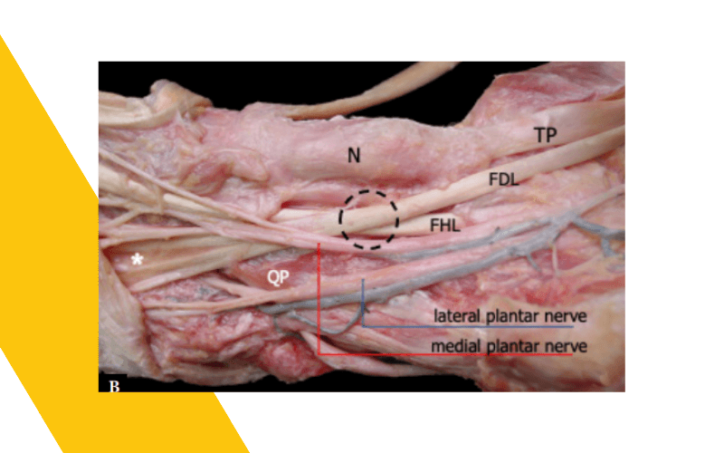 7. Musculatura intrinseca pie ecografia tempo formacion.png